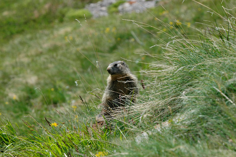 Une marmotte