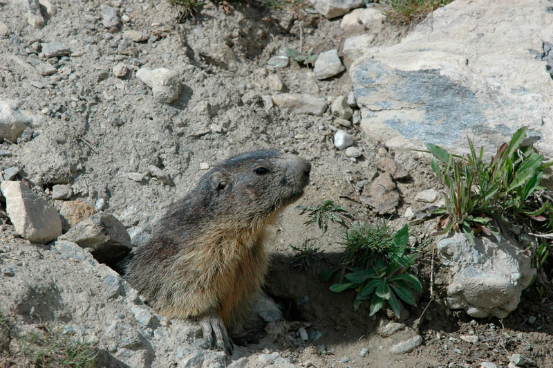 Une marmotte