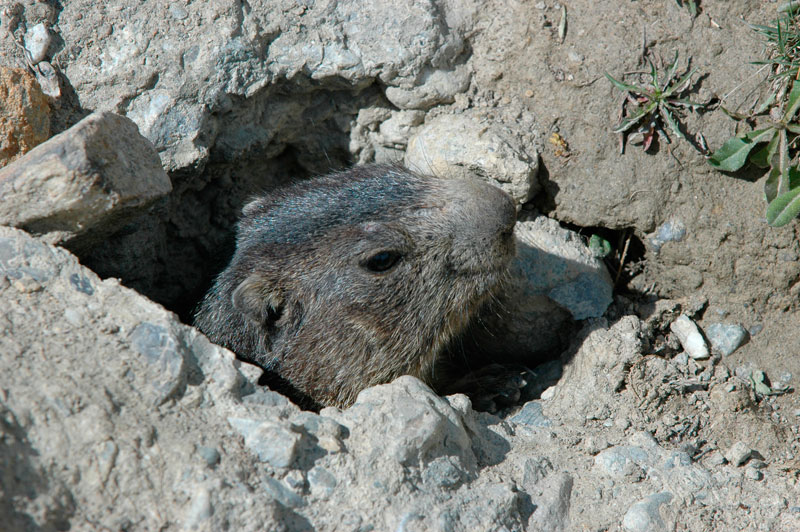 Une marmotte